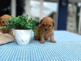 Malti̇po Irkinin En Küçük Boyutu