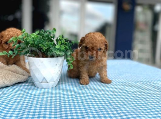 Malti̇po Irkinin En Küçük Boyutu görsel