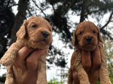Malti̇poo Yavrular