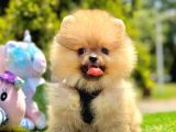 Safkan Pofuduk Tüylü Pomerani̇an Boo Yavrularimiz