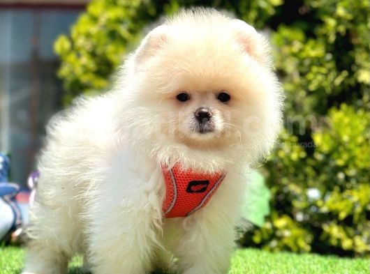 Safkan Pofuduk Tüylü Pomerani̇an Boo Yavrularimiz görsel