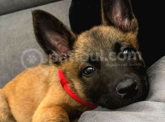 K9 Belçika Malinois Yavrularımız görsel