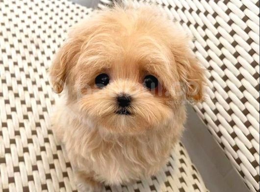 Kusursuz Maltipoo Bebeğimiz