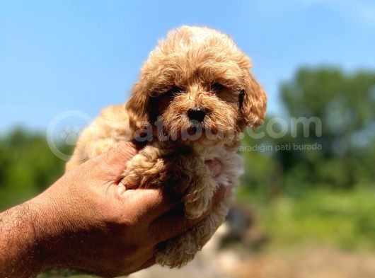 Ufak Boy Maltipoo Erkek Ve Dişi Yavrular görsel