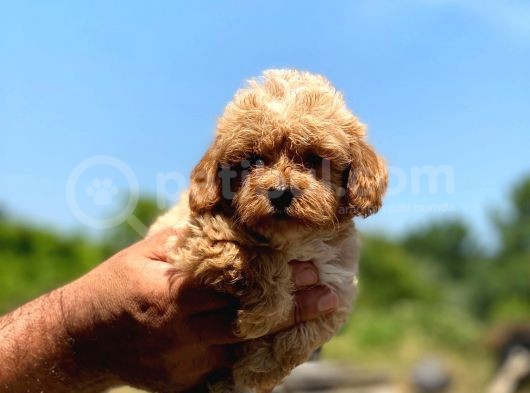 Ufak Boy Maltipoo Erkek Ve Dişi Yavrular görsel