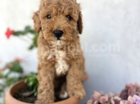 Safkan Red Brown  Poodle Yavrularımız görsel
