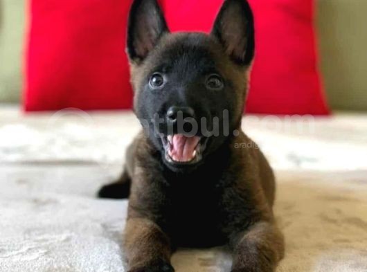 K9 Belçika Malinois Yavrularımız görsel