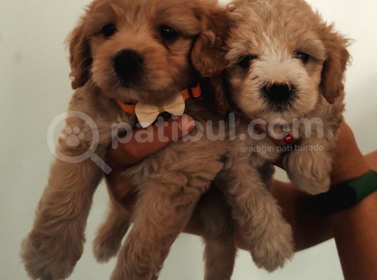 Maltipoo Güzelliği Yavrularımız