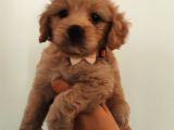 Maltipoo Güzelliği Yavrularımız