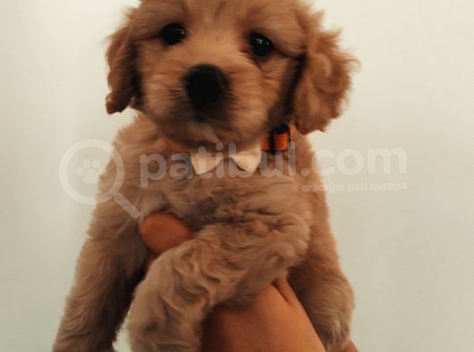 Maltipoo Güzelliği Yavrularımız görsel
