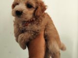 Maltipoo Güzelliği Yavrularımız