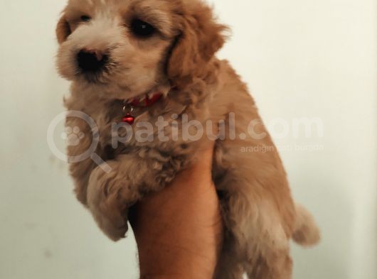 Maltipoo Güzelliği Yavrularımız görsel