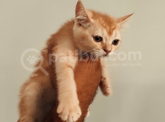 Golden Scottish Straight Erkek görsel