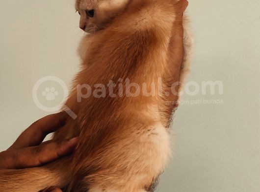 Golden Scottish Straight Erkek görsel
