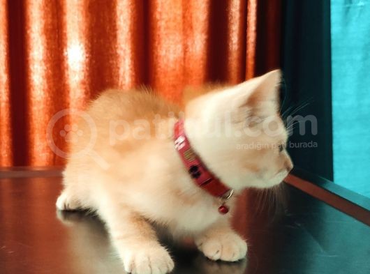 Golden Scottish Straight Erkek