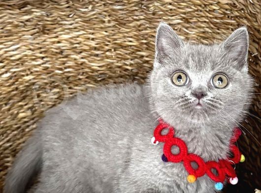 Uyguna  Dişi Lilac British Bebeğim görsel