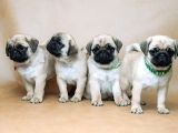 Pug mops bebekler yuvasına gitmeye hazır
