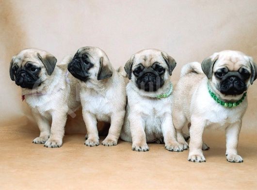 Pug Mops Bebekler Yuvasına Gitmeye Hazır