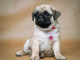 Pug Mops Bebekler Yuvasına Gitmeye Hazır