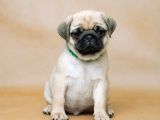 Pug Mops Bebekler Yuvasına Gitmeye Hazır