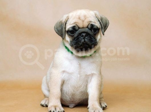 Pug Mops Bebekler Yuvasına Gitmeye Hazır görsel