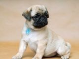 Pug Mops Bebekler Yuvasına Gitmeye Hazır