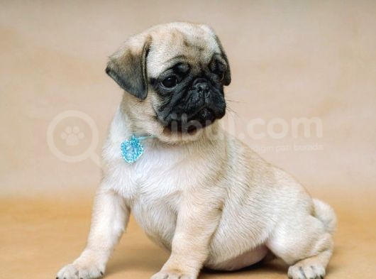 Pug Mops Bebekler Yuvasına Gitmeye Hazır görsel