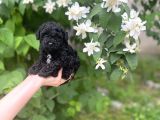 Siyah Poodle Yavruları