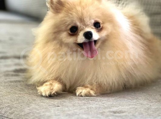 Resmi̇ Üreti̇ci̇den Pomerani̇an Boo Yavru görsel