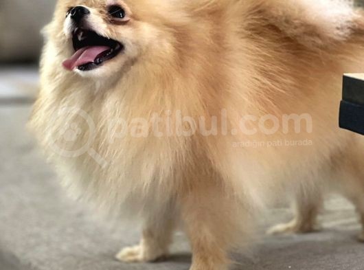 Resmi̇ Üreti̇ci̇den Pomerani̇an Boo Yavru görsel
