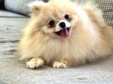 Resmi̇ Üreti̇ci̇den Pomerani̇an Boo Yavru