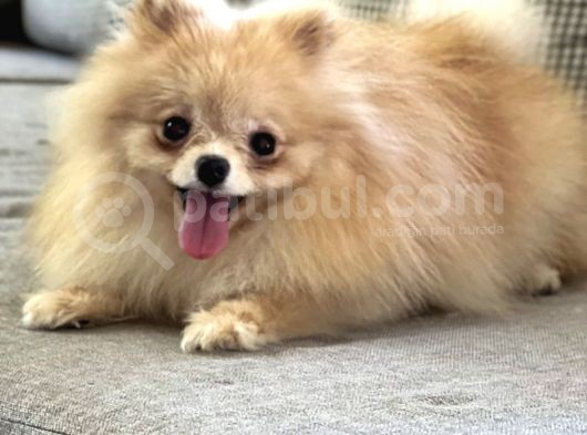 Resmi̇ Üreti̇ci̇den Pomerani̇an Boo Yavru görsel