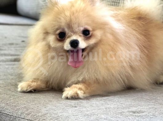 Resmi̇ Üreti̇ci̇den Pomerani̇an Boo Yavru görsel