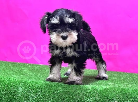 Resmi̇ Üreti̇ci̇den Mi̇nyatür Schnauzer Yavrular görsel
