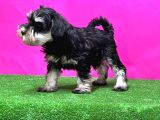 Resmi̇ Üreti̇ci̇den Mi̇nyatür Schnauzer Yavrular