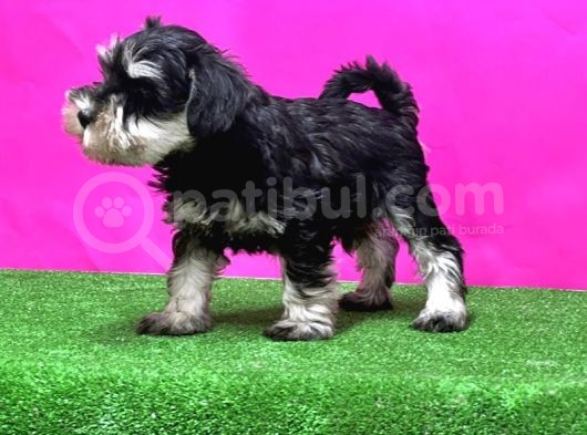 Resmi̇ Üreti̇ci̇den Mi̇nyatür Schnauzer Yavrular görsel