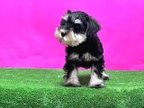 Resmi̇ Üreti̇ci̇den Mi̇nyatür Schnauzer Yavrular