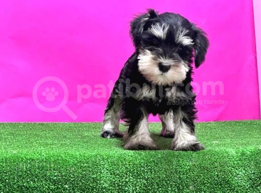 Resmi̇ Üreti̇ci̇den Mi̇nyatür Schnauzer Yavrular görsel