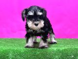 Resmi̇ Üreti̇ci̇den Mi̇nyatür Schnauzer Yavrular