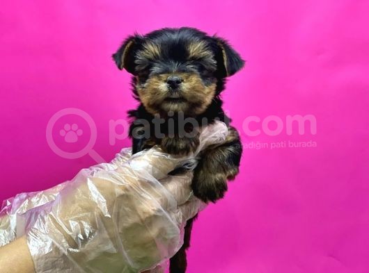 Teacup Yorkshi̇re Terri̇er Yavru