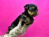 Teacup Yorkshi̇re Terri̇er Yavru