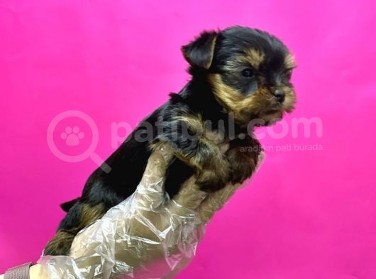 Resmi̇ Üreti̇ci̇den Teacup Yorkshi̇re Terri̇er Yavru görsel