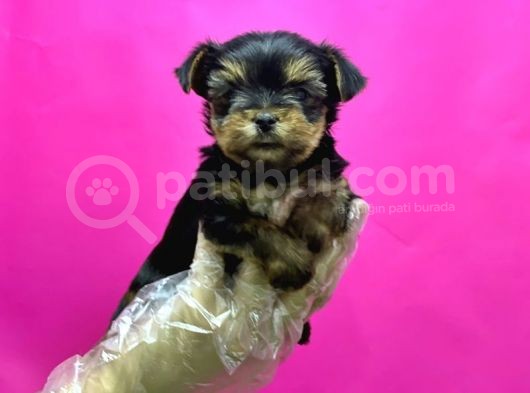 Resmi̇ Üreti̇ci̇den Teacup Yorkshi̇re Terri̇er Yavru
