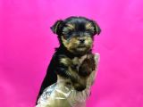 Teacup Yorkshi̇re Terri̇er Yavru