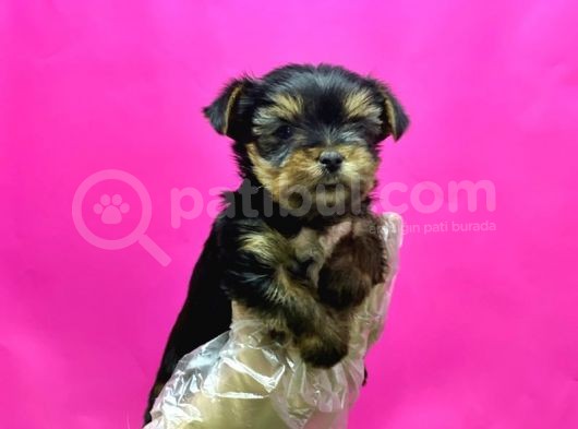 Teacup Yorkshi̇re Terri̇er Yavru görsel
