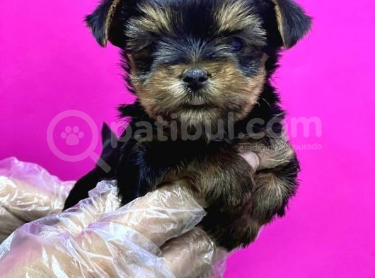 Teacup Yorkshi̇re Terri̇er Yavru görsel