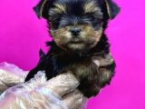 Resmi̇ Üreti̇ci̇den Teacup Yorkshi̇re Terri̇er Yavru