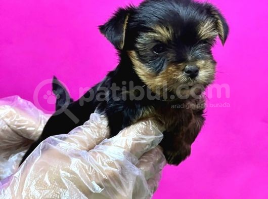 Resmi̇ Üreti̇ci̇den Teacup Yorkshi̇re Terri̇er Yavru görsel