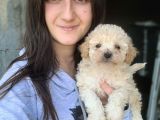 Toy Poodle Bebekler Bursa Köpek Okulu