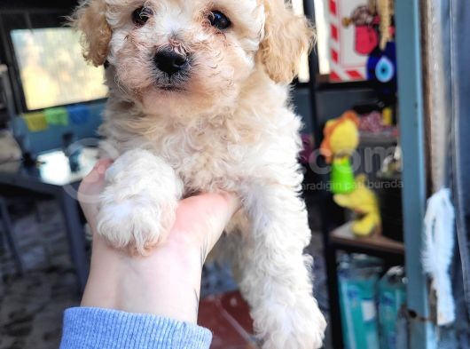 Toy Poodle Bebekler Bursa Köpek Okulu